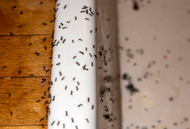 Best Ant Control Services  in Spring Lake Heights, NJ
